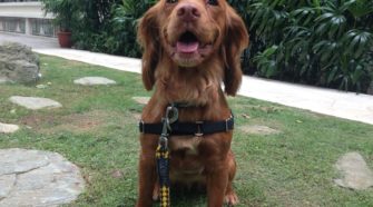 dog walker in singapore