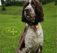 Dog walker Singapore