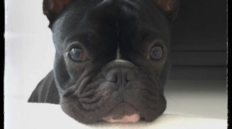 dog sitting