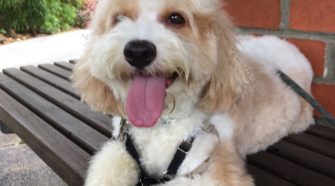 dog sitting singapore