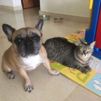Home Pet sitting in Singapore