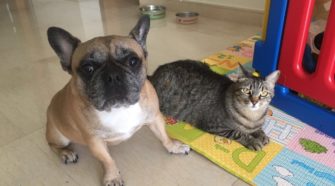 Home Pet sitting in Singapore