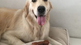 pet sitter in singapore