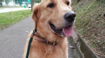 Singapore Dog Walker