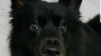singapore home dog sitting