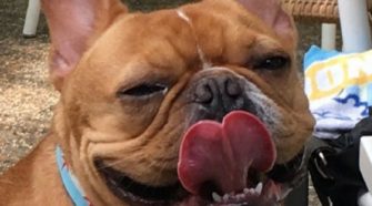 pet sitter in singapore