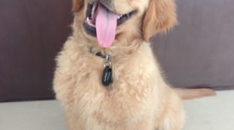 Dog Walker in Singapore
